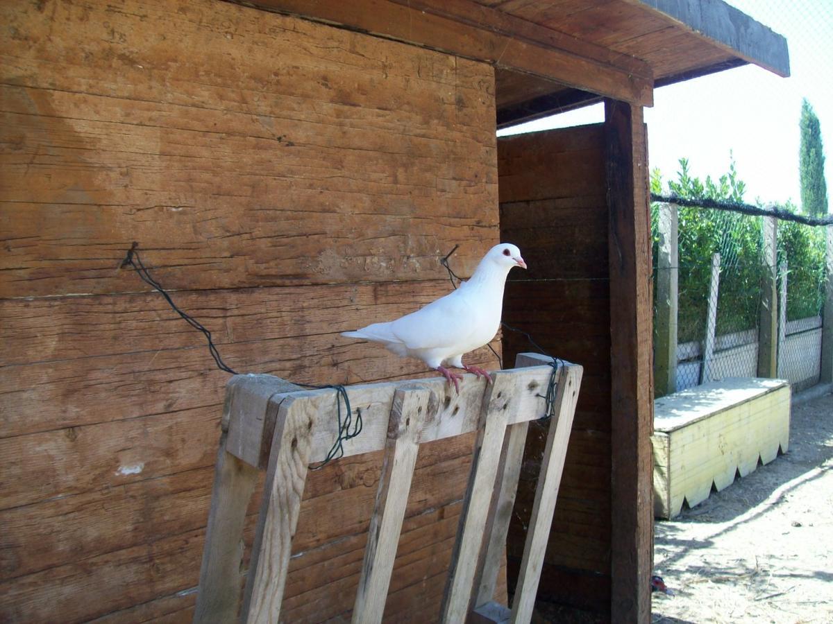 Villa Il Vivaio Tarquinia Exterior foto